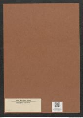 Striatella sp. (de-Toni-Nr.: Genus 97, Species 3086 ?) Zeichnungen Sammlung Grunow Mappe 03314 (Herbarium_W_Grunow_drawings_Folder_03314)